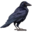 compagnon-raven.png